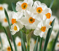 Нарцисс Гераниум (Narcissus Geranium) — фото 3