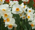 Нарцисс Гераниум (Narcissus Geranium) — фото 5