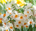 Нарцисс Гераниум (Narcissus Geranium) — фото 6