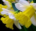 Нарцисс Гоблет (Narcissus Goblet) — фото 2