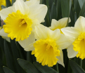 Нарцисс Гоблет (Narcissus Goblet) — фото 3