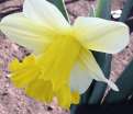 Нарцисс Гоблет (Narcissus Goblet) — фото 4