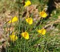 Нарцисс Голден Беллз (Narcissus Golden Bells) — фото 2