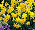 Нарцисс Голден Беллз (Narcissus Golden Bells) — фото 3