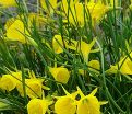 Нарцисс Голден Беллз (Narcissus Golden Bells) — фото 4