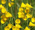 Нарцисс Голден Беллз (Narcissus Golden Bells) — фото 5