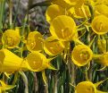 Нарцисс Голден Беллз (Narcissus Golden Bells) — фото 6