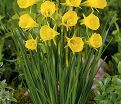 Нарцисс Голден Беллз (Narcissus Golden Bells) — фото 7