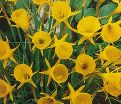 Нарцисс Голден Беллз (Narcissus Golden Bells) — фото 8