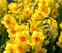 Нарцисс Голден Доун (Narcissus Golden Dawn) — фото 3