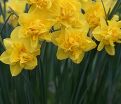 Нарцисс Голден Дукат (Narcissus Golden Ducat) — фото 2