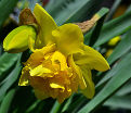 Нарцисс Голден Дукат (Narcissus Golden Ducat) — фото 3