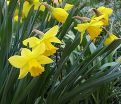 Нарцисс Голден Харвест (Narcissus Golden Harvest) — фото 2