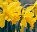 Нарцисс Голден Харвест (Narcissus Golden Harvest) — фото 3