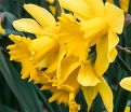 Нарцисс Голден Харвест (Narcissus Golden Harvest) — фото 4
