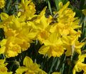 Нарцисс Голден Харвест (Narcissus Golden Harvest) — фото 5