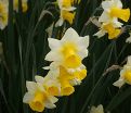 Нарцисс Голден Эхо (Narcissus Golden Echo) — фото 2