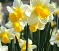 Нарцисс Голден Эхо (Narcissus Golden Echo) — фото 3