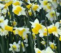 Нарцисс Голден Эхо (Narcissus Golden Echo) — фото 4