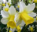 Нарцисс Голден Эхо (Narcissus Golden Echo) — фото 5