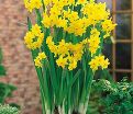 Нарцисс Гранд Солейль д'Ор (Narcissus Grand Soleil d'Or) — фото 3