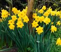 Нарцисс Датч Мастер (Narcissus Dutch Master) — фото 3