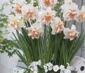 Нарцисс Дельнашо (Narcissus Delnashaugh) — фото 2