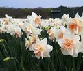 Нарцисс Дельнашо (Narcissus Delnashaugh) — фото 3