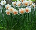 Нарцисс Дельнашо (Narcissus Delnashaugh) — фото 4