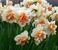 Нарцисс Дельнашо (Narcissus Delnashaugh) — фото 5