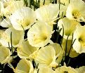 Нарцисс Джулия Джейн (Narcissus Julia Jane) — фото 2