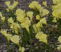 Нарцисс Джулия Джейн (Narcissus Julia Jane) — фото 5