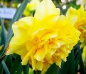 Нарцисс Дик Вилден (Narcissus Dick Wilden) — фото 3