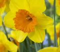 Нарцисс Йеллоу (Narcissus Yellow) — фото 2