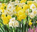 Нарцисс Йеллоу Чирфулнэс (Narcissus Yellow Cheerfulness) — фото 4