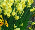 Нарцисс Йеллоу Чирфулнэс (Narcissus Yellow Cheerfulness) — фото 5