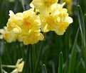Нарцисс Йеллоу Чирфулнэс (Narcissus Yellow Cheerfulness) — фото 6