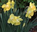 Нарцисс Каирнгорм (Narcissus Cairngorm) — фото 2