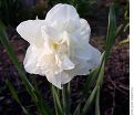 Нарцисс Калгари (Narcissus Calgary) — фото 2