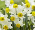 Нарцисс канальцевый (Narcissus Canaliculatus) — фото 2