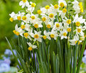 Нарцисс канальцевый (Narcissus Canaliculatus) — фото 4