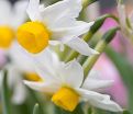 Нарцисс канальцевый (Narcissus Canaliculatus) — фото 6