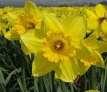Нарцисс Карлтон (Narcissus Carlton) — фото 3