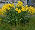 Нарцисс Карлтон (Narcissus Carlton) — фото 4