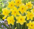 Нарцисс Карлтон (Narcissus Carlton) — фото 5