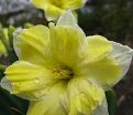 Нарцисс Кассата (Narcissus Cassata) — фото 2