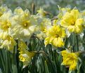 Нарцисс Кассата (Narcissus Cassata) — фото 4