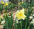 Нарцисс Кассата (Narcissus Cassata) — фото 6