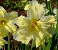 Нарцисс Кассата (Narcissus Cassata) — фото 7