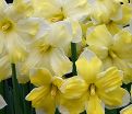 Нарцисс Кассата (Narcissus Cassata) — фото 8